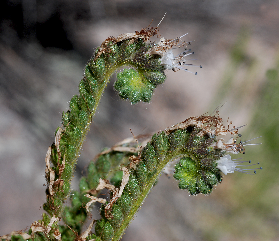 pale purple flowers on a curled stalk