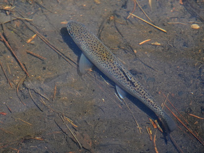 a fish with spots can be seen in the water