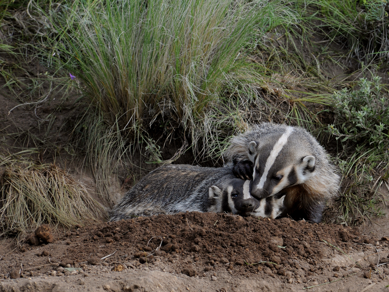  badgers play 2b