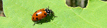 ladybug