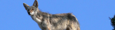 Coyote