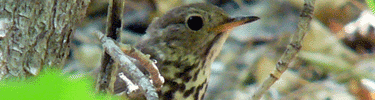 Hermit Thrush