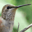 Female Rufous Hummingbird