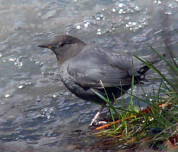 American Dipper