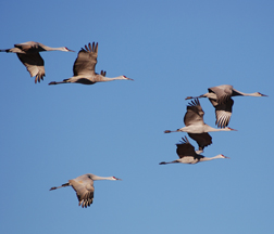 Sandhill Cranes
