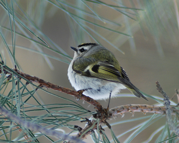 golden-crowned kinglet