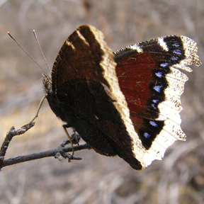 Mourning Cloak