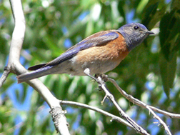 Western Bluebird