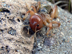 jerusalem cricket