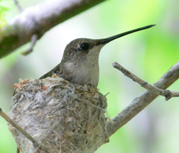 Black-chinned Hummingbird (female)