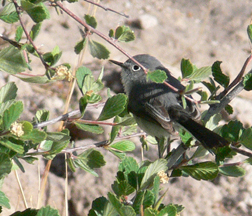 Blue-gray Gnatcatcher