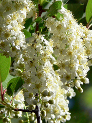 Chokecherries