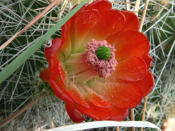 claret cup cactus