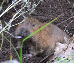 Pocket Gopher