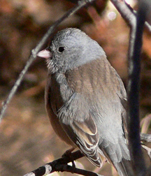 Dark-eyed Junco