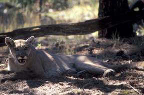 Mountain Lion