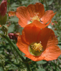 Globe Mallow
