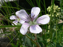 Richardson's Geranium