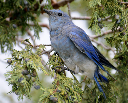 male mountain bluebird