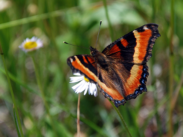 Milbert's Tortoiseshell