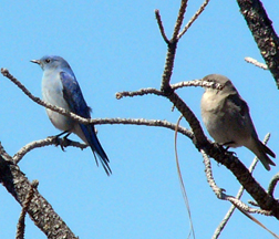 Mountain Bluebird couple