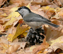Mountain Chickadee