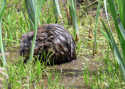 Common Muskrat
