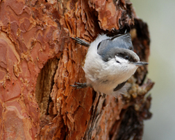 Pygmy Nuthatch