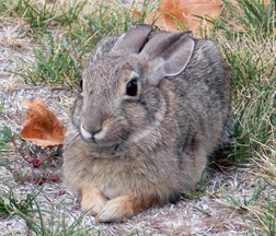 Cottontail Rabbit