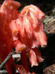 Pinesap