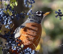 American Robin