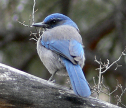Scrub Jay