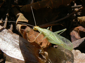 snowy tree cricket