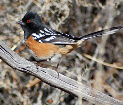 Spotted Towhee