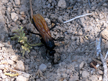 tarantula hawk hunting