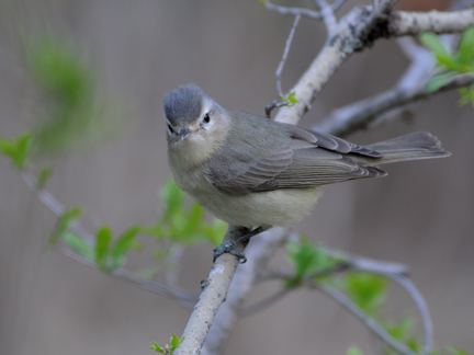 warbling vireo