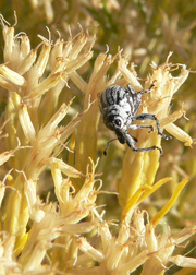 weevil