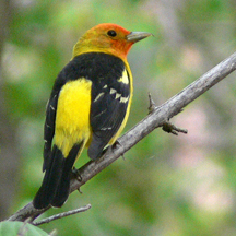 Western Tanager