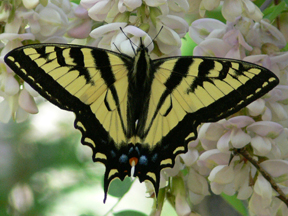 Western Tiger Swallowtail