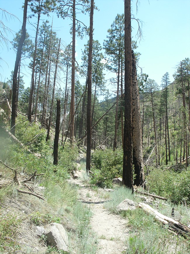 Upper Frijoles Trail Trail and trees with regrowth