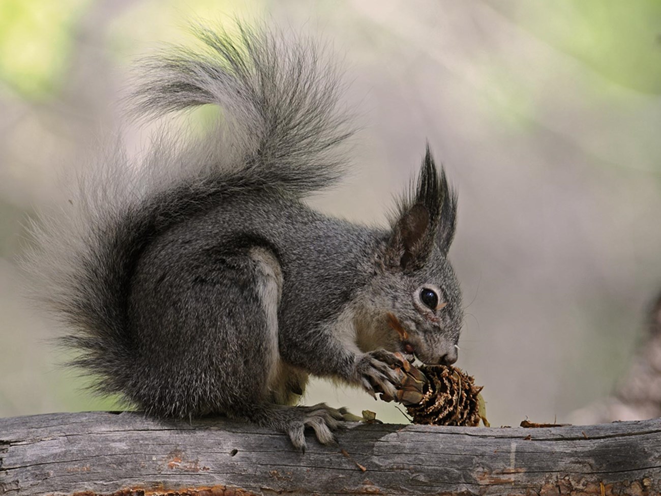 Abert's squirrel