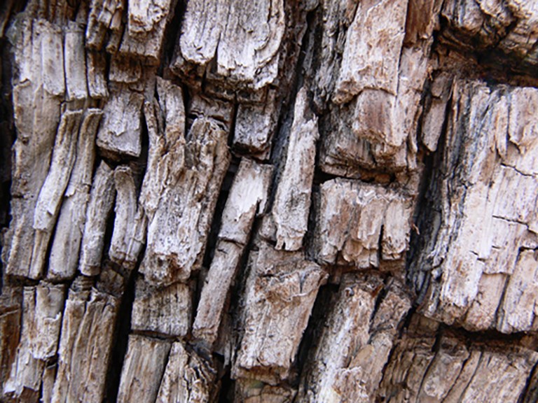 alligator juniper bark