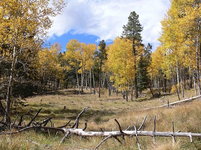 aspen meadow