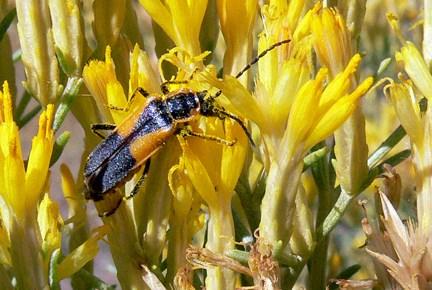 insect on rabbitbrush insect on rabbitbrush