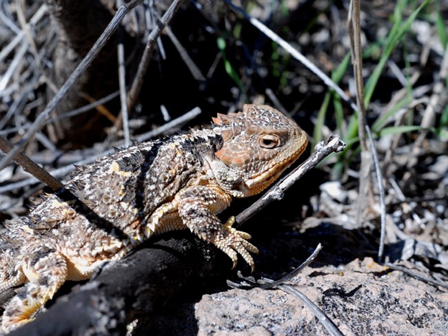 short-horned lizard short-horned lizard