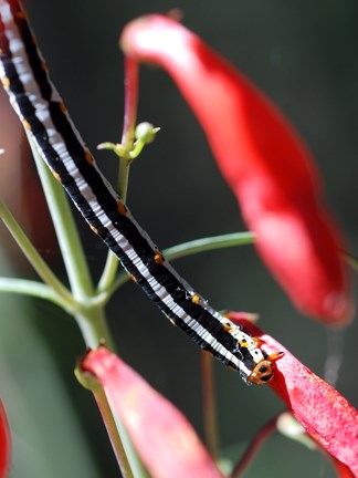 caterpillar caterpillar