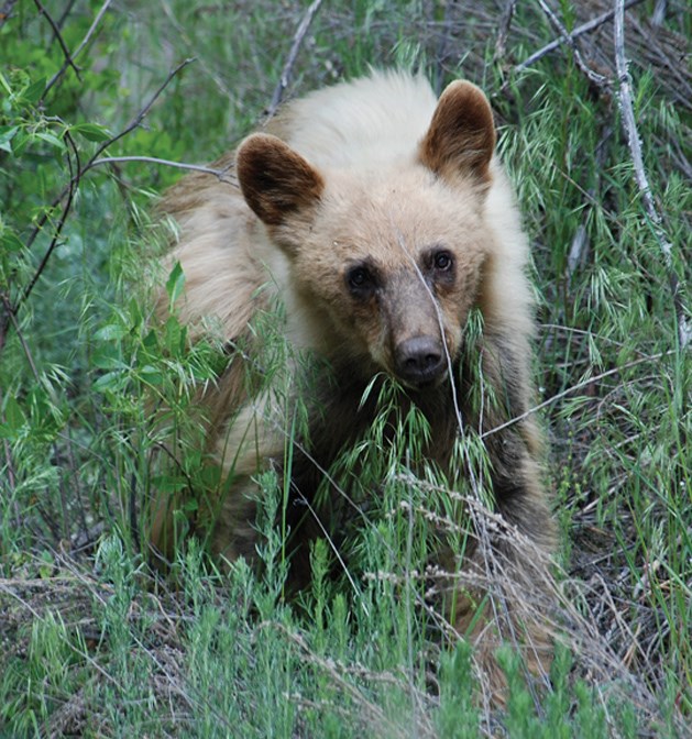blond black bear
