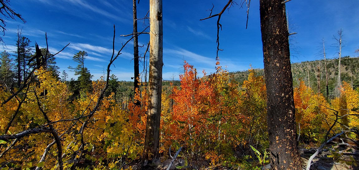 various colorful trees against a blue sky