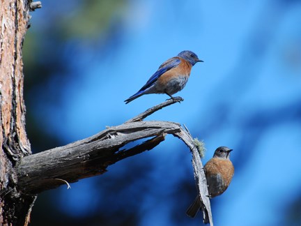 western bluebird couple western bluebird couple