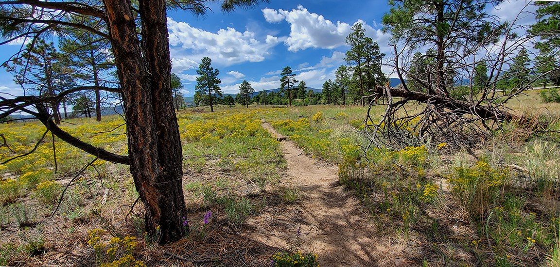 image of a pine tree and a broad mesa with many colorful flowers and a dirt trail